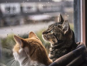 felicity-berkleef-cat-window-photography-8jpg