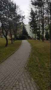 ялинка