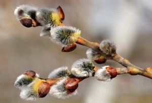 Spring_Seasons_Branches_435906