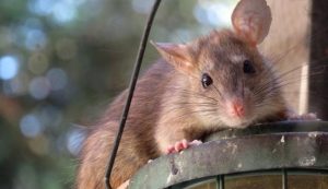 roof_rat_961499_960_720_650x410-650x375